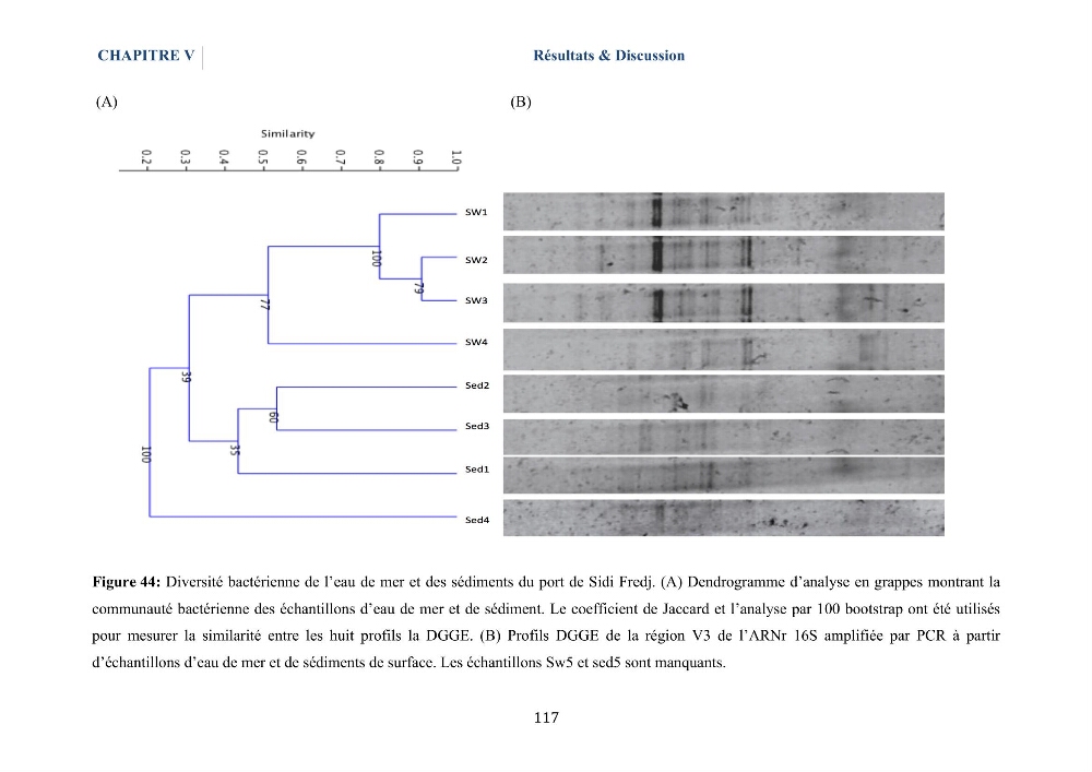 Isolement et caractérisation des bactéries marines dégradant les différentes fractions du pétrole : cas d’étude : port de Sidi Fredj