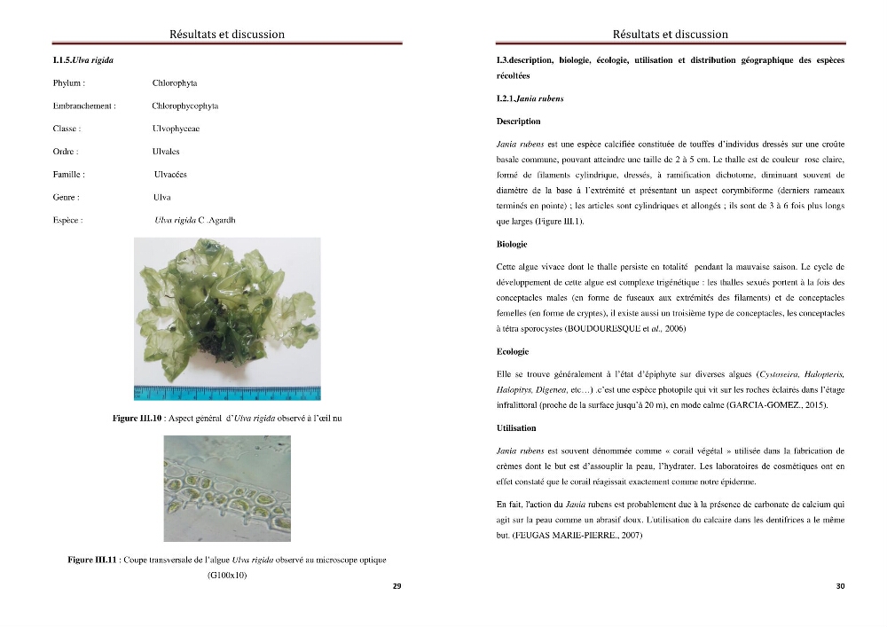 Caractérisation d\'algues marines pour une utilsation en biotechnologie