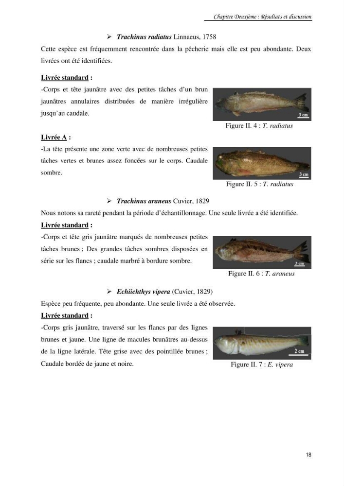 Contribution à la famille des Trachinidae (Osteichthyens, Perciformes)dans le bassin algérien