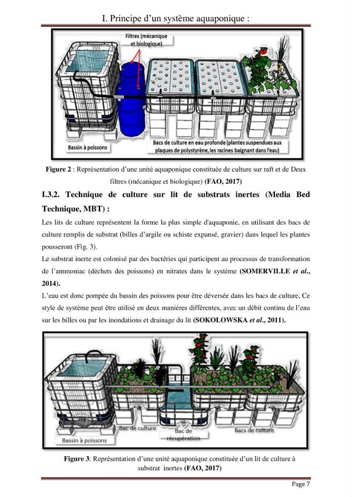 Mise en place d\'un élevage en aquaponie