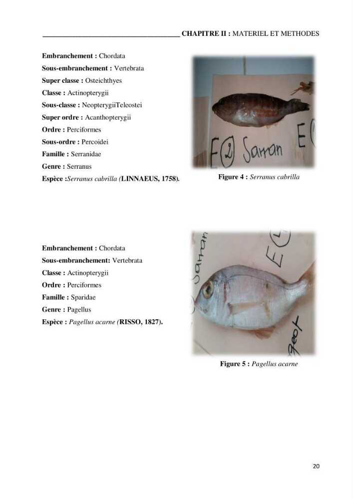 Etude du potentiel probiotique de bactéries isolées à partir d’animaux aquatiques