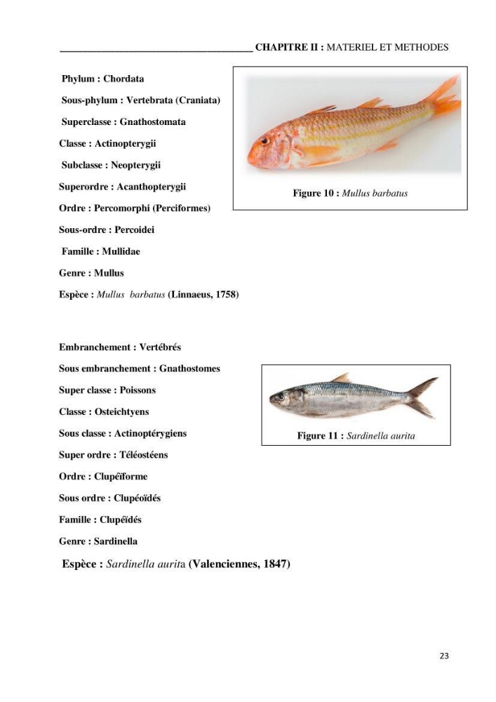 Etude du potentiel probiotique de bactéries isolées à partir d’animaux aquatiques