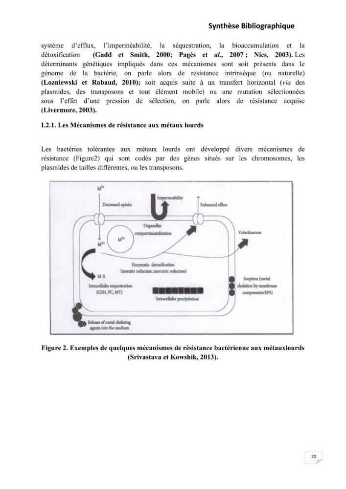 Evaluation et isolement des bactéries résistantes aux métaux lourds à partir de poissons et leur potentiel à éliminer le chrome