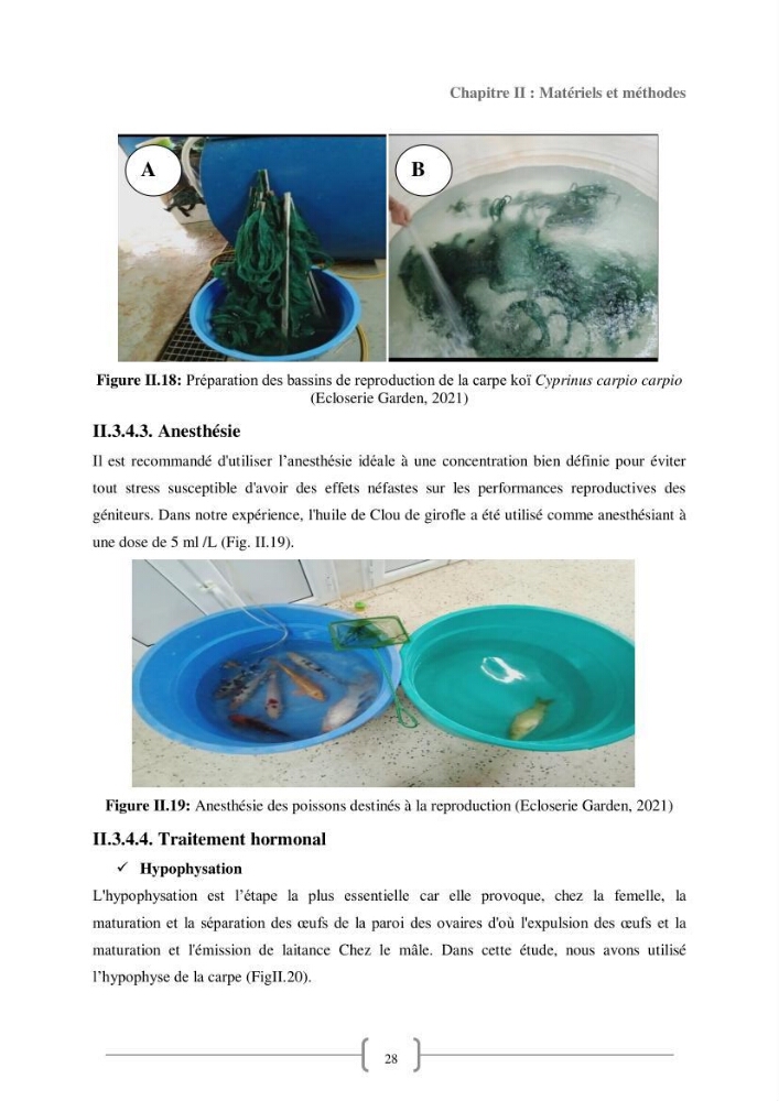 Contribution à la reproduction de quelques espèces de poissons d’ornements d’eau douce :