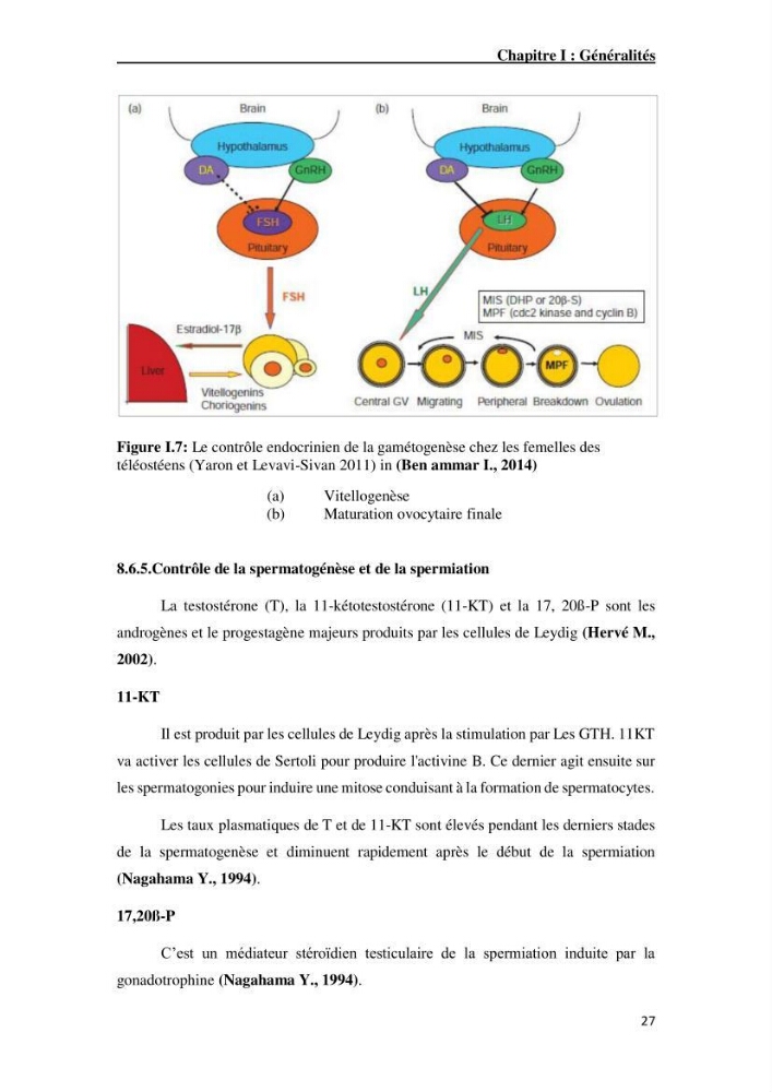 Maîtrise et suivi de la reproduction artificielle de quelques espèces de la famille des cyprinidés.: