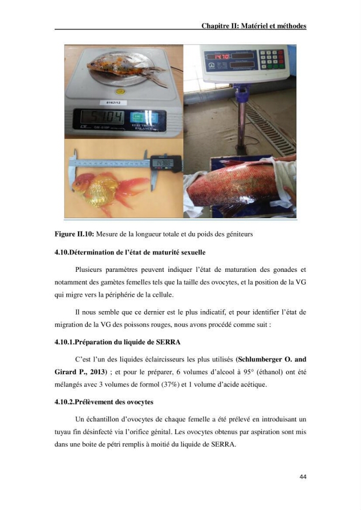 Maîtrise et suivi de la reproduction artificielle de quelques espèces de la famille des cyprinidés.: