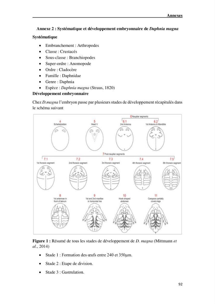 Maîtrise et suivi de la reproduction artificielle de quelques espèces de la famille des cyprinidés.: