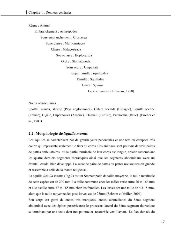 Contribution a l\'étude du régime alimentaire, de la croissance et de l\'exploitation de la squille squilla mantis linnaeus ,1758 dans la baie de bou-ismail.