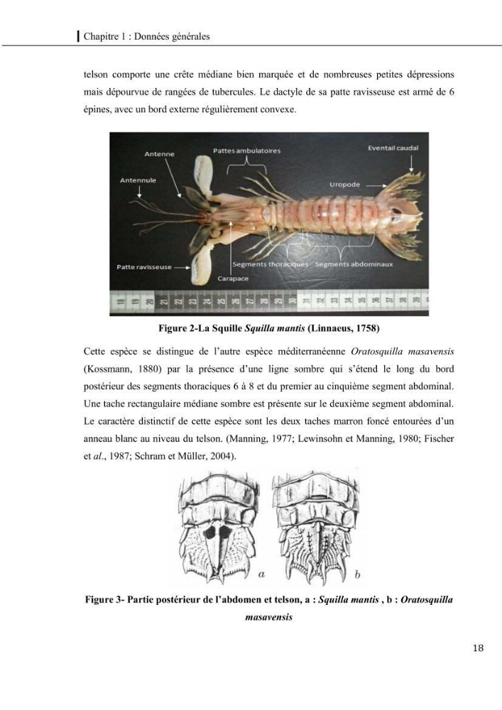 Contribution a l\'étude du régime alimentaire, de la croissance et de l\'exploitation de la squille squilla mantis linnaeus ,1758 dans la baie de bou-ismail.