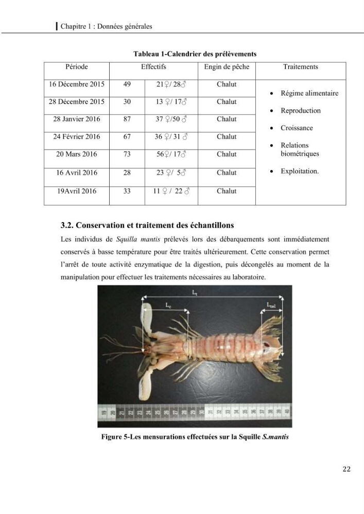 Contribution a l\'étude du régime alimentaire, de la croissance et de l\'exploitation de la squille squilla mantis linnaeus ,1758 dans la baie de bou-ismail.