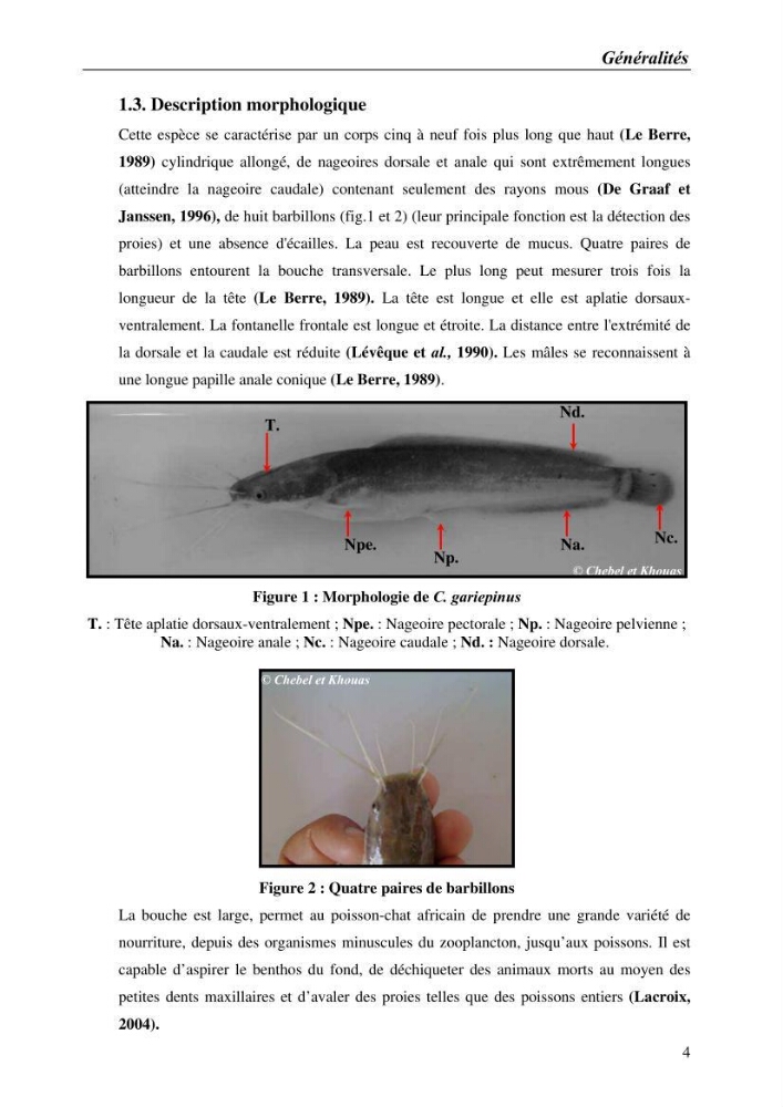 Expérémentation sur la reproduction artificielle du poisson-chat africain clarias gariepinus (bruchell, 1822)