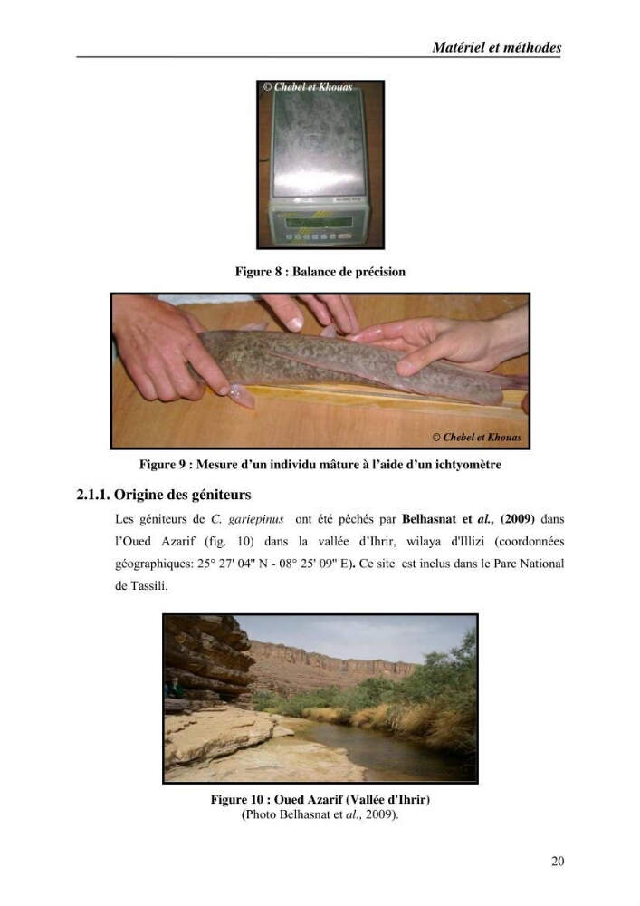 Expérémentation sur la reproduction artificielle du poisson-chat africain clarias gariepinus (bruchell, 1822)