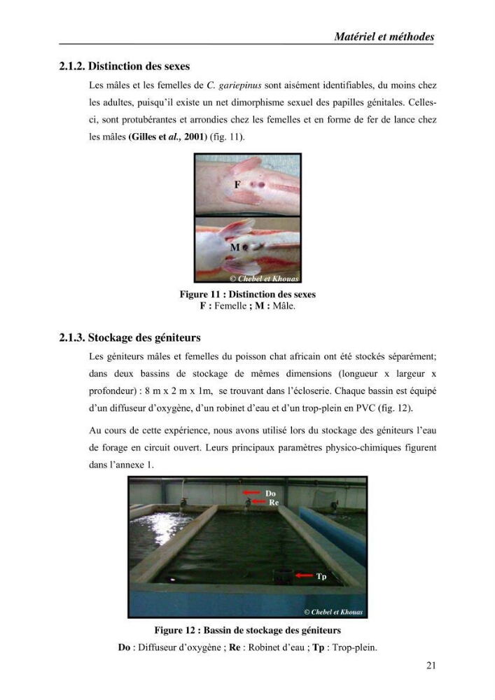 Expérémentation sur la reproduction artificielle du poisson-chat africain clarias gariepinus (bruchell, 1822)