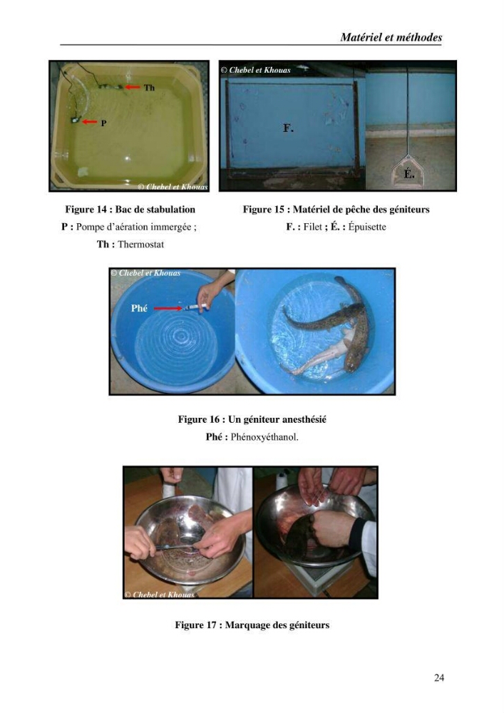 Expérémentation sur la reproduction artificielle du poisson-chat africain clarias gariepinus (bruchell, 1822)