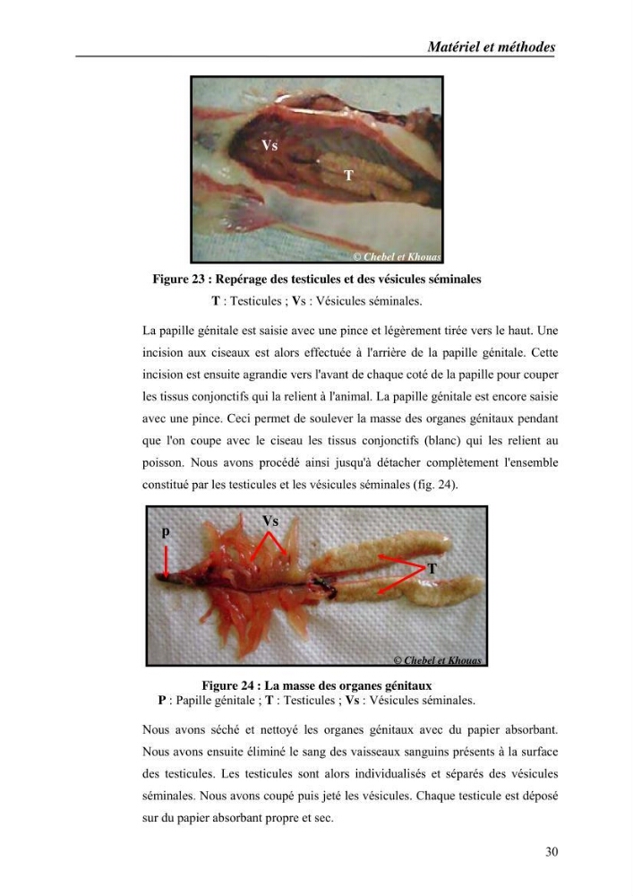 Expérémentation sur la reproduction artificielle du poisson-chat africain clarias gariepinus (bruchell, 1822)