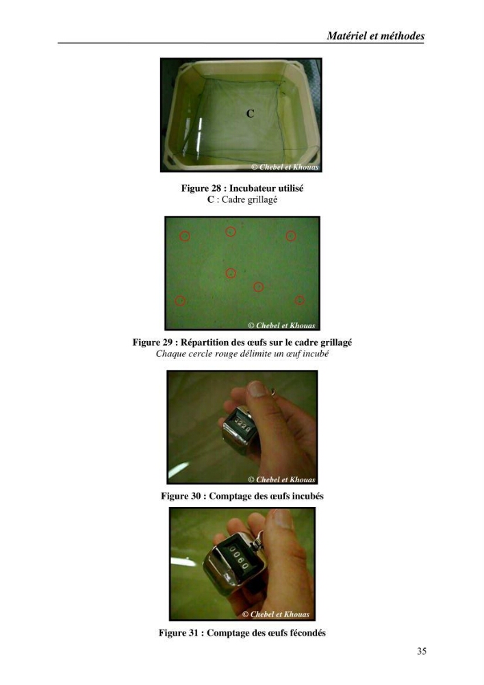 Expérémentation sur la reproduction artificielle du poisson-chat africain clarias gariepinus (bruchell, 1822)