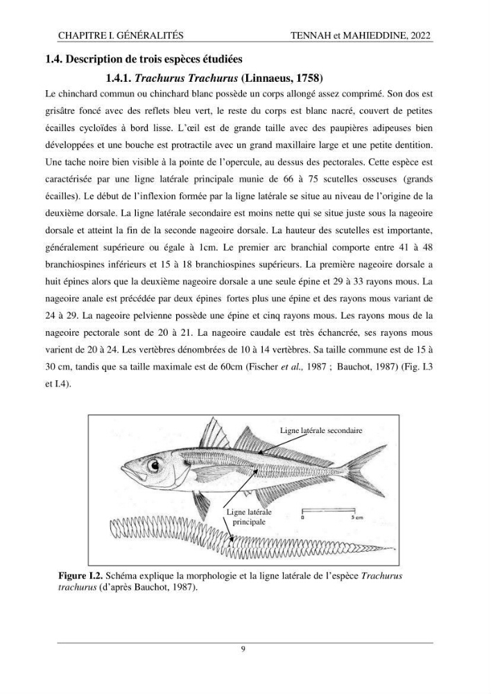 Contribution à l\'étude de l\'âge et de la croissance des espèces du genre Trachurus ( Téléostéens, Carangidae ) de la région centre du littoral algérien.