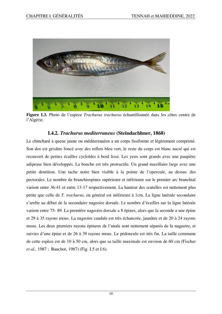 Contribution à l\'étude de l\'âge et de la croissance des espèces du genre Trachurus ( Téléostéens, Carangidae ) de la région centre du littoral algérien.