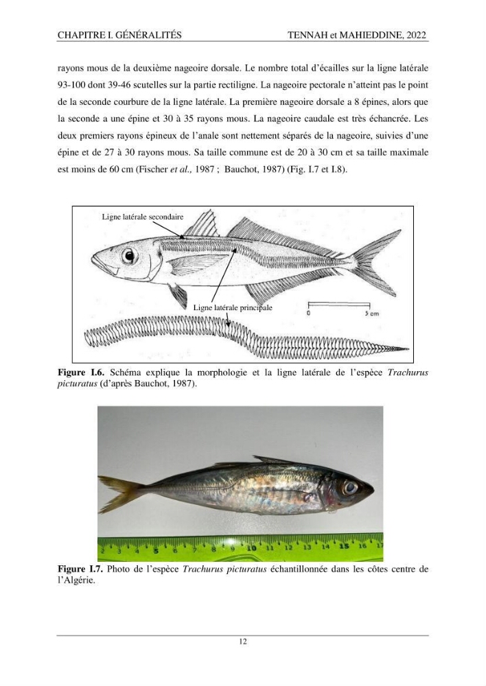 Contribution à l\'étude de l\'âge et de la croissance des espèces du genre Trachurus ( Téléostéens, Carangidae ) de la région centre du littoral algérien.