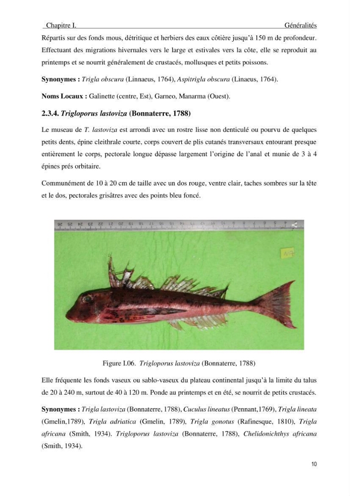 Description des variations morpho-géométrique entre les espèces et les populations des Triglidae (Actinopterygii, Scorpaeniformes) dans le bassin algérien: