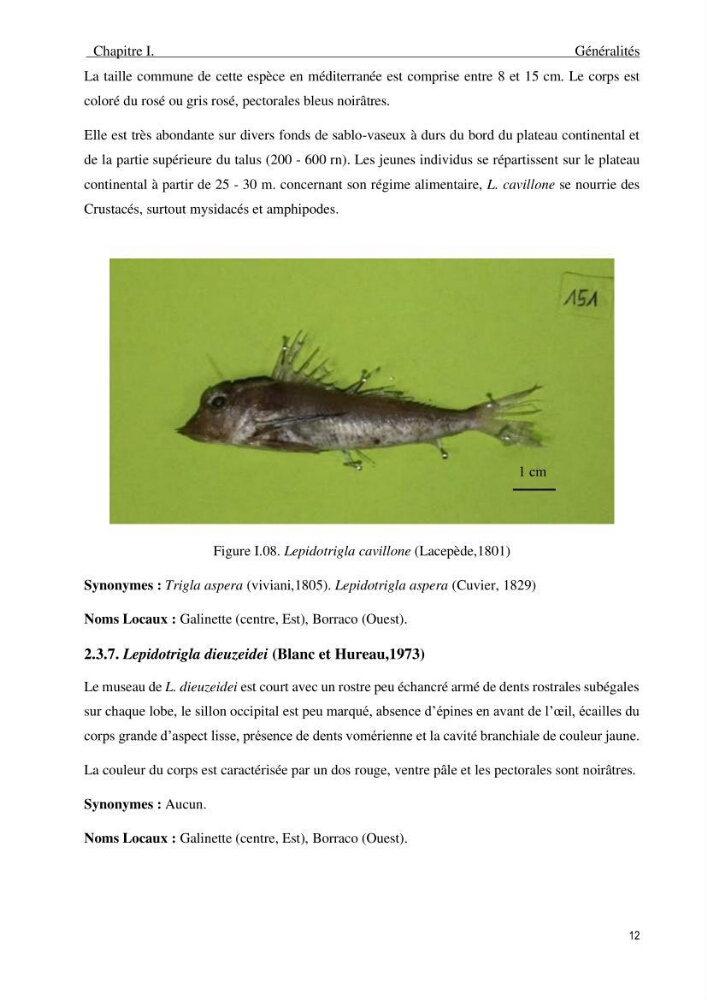 Description des variations morpho-géométrique entre les espèces et les populations des Triglidae (Actinopterygii, Scorpaeniformes) dans le bassin algérien: