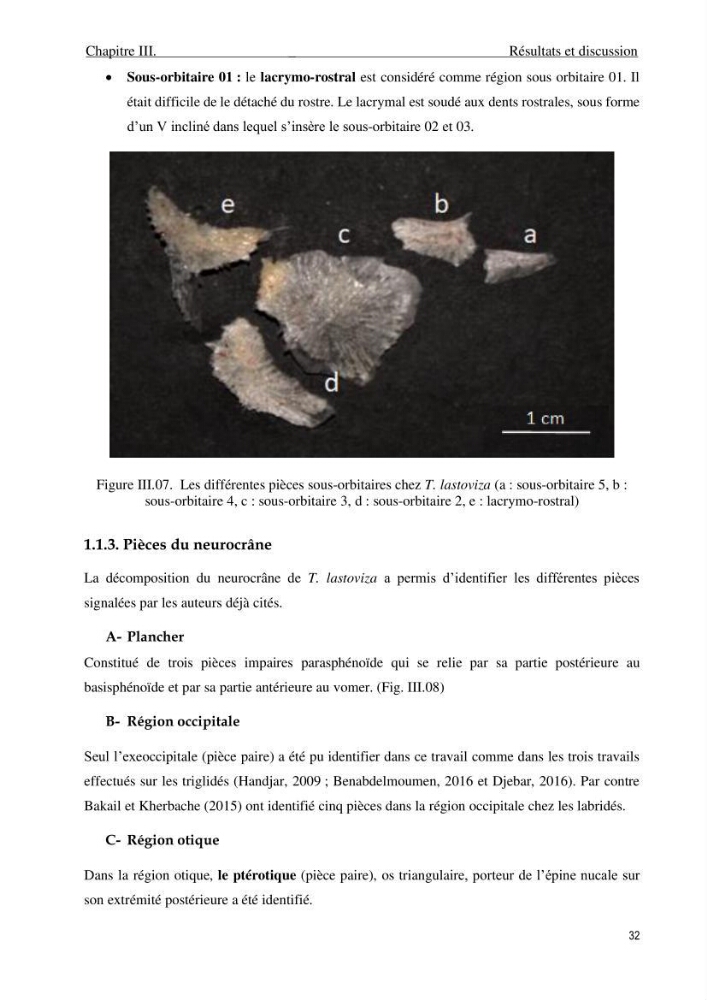 Description des variations morpho-géométrique entre les espèces et les populations des Triglidae (Actinopterygii, Scorpaeniformes) dans le bassin algérien: