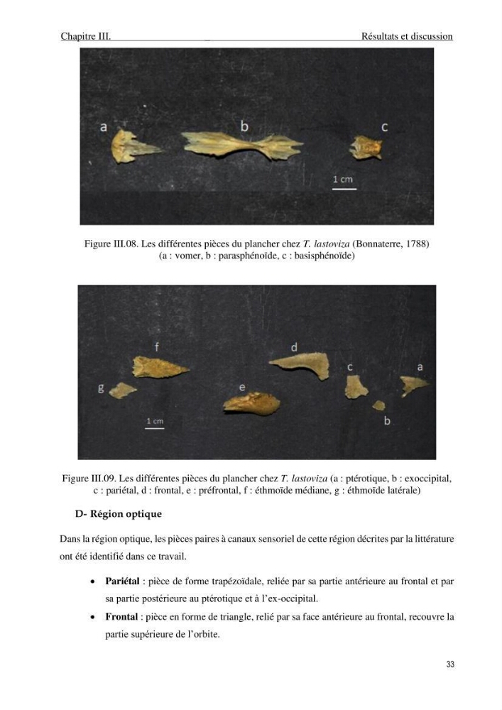 Description des variations morpho-géométrique entre les espèces et les populations des Triglidae (Actinopterygii, Scorpaeniformes) dans le bassin algérien: