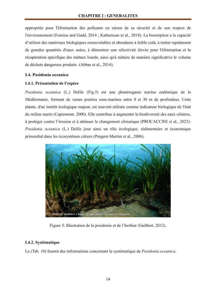Etude de la valorisation d\'une biomasse marine en vue de son utilisation pour le traitement de l\'eau