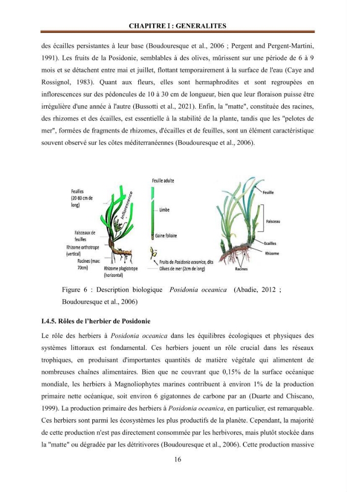Etude de la valorisation d\'une biomasse marine en vue de son utilisation pour le traitement de l\'eau