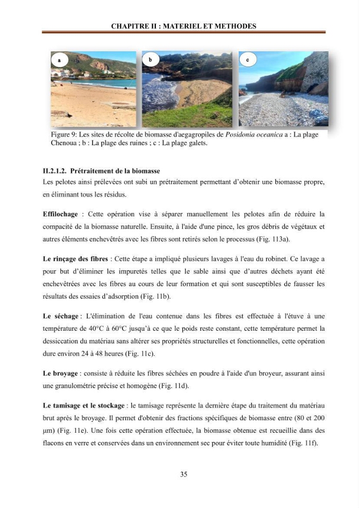 Etude de la valorisation d\'une biomasse marine en vue de son utilisation pour le traitement de l\'eau