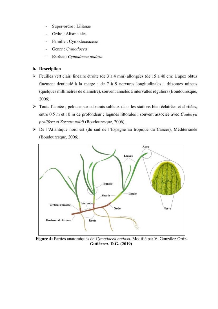 Estimation du carbone bleu dans les herbiers sous-marins de Sidi-Fredj: Cymodocea nodosa et Posidonia oceanica.
