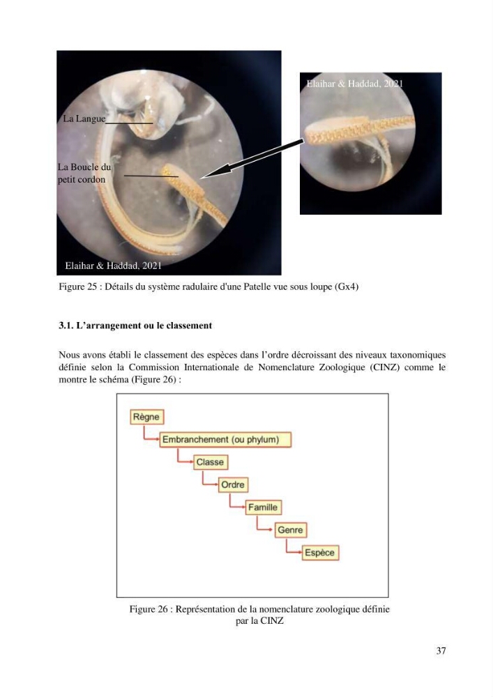 Inventaire et Systématique de quelques Invertébrés et VertébrésMarins de la côte Algérienne: