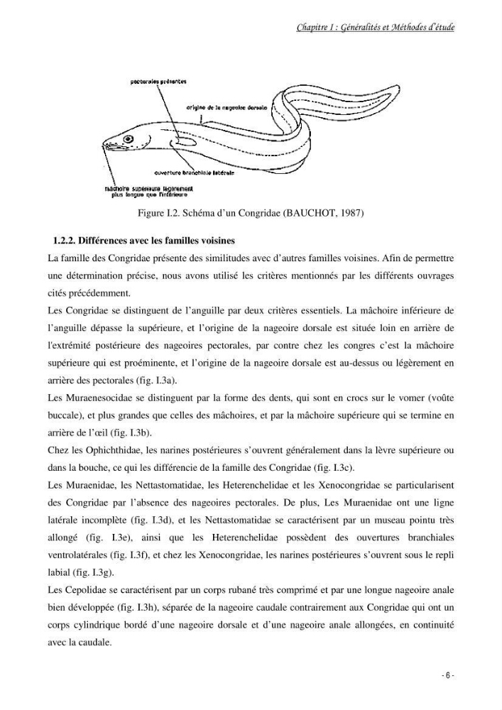 La famille des congridae ( Ostéichtyens, Anguilliformes) dans le bassin algérien