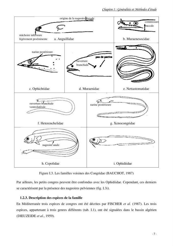 La famille des congridae ( Ostéichtyens, Anguilliformes) dans le bassin algérien