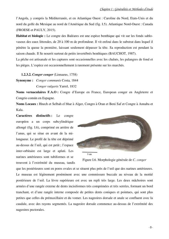 La famille des congridae ( Ostéichtyens, Anguilliformes) dans le bassin algérien