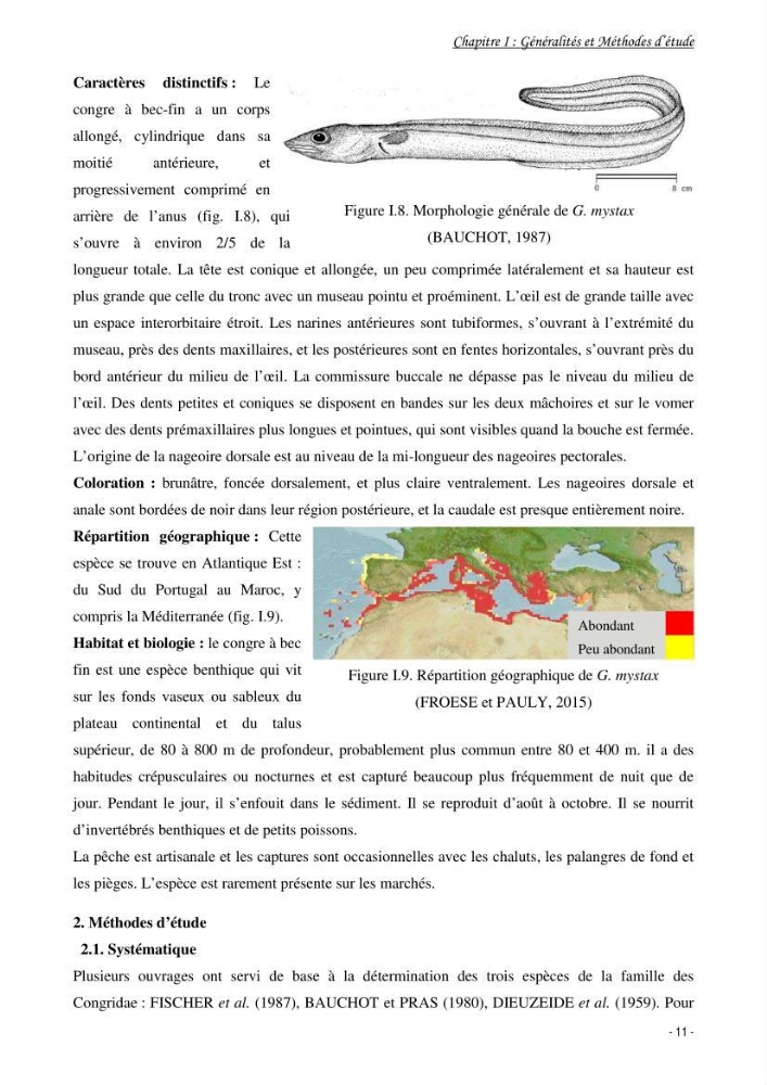 La famille des congridae ( Ostéichtyens, Anguilliformes) dans le bassin algérien