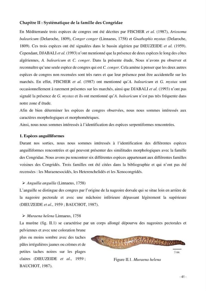 La famille des congridae ( Ostéichtyens, Anguilliformes) dans le bassin algérien