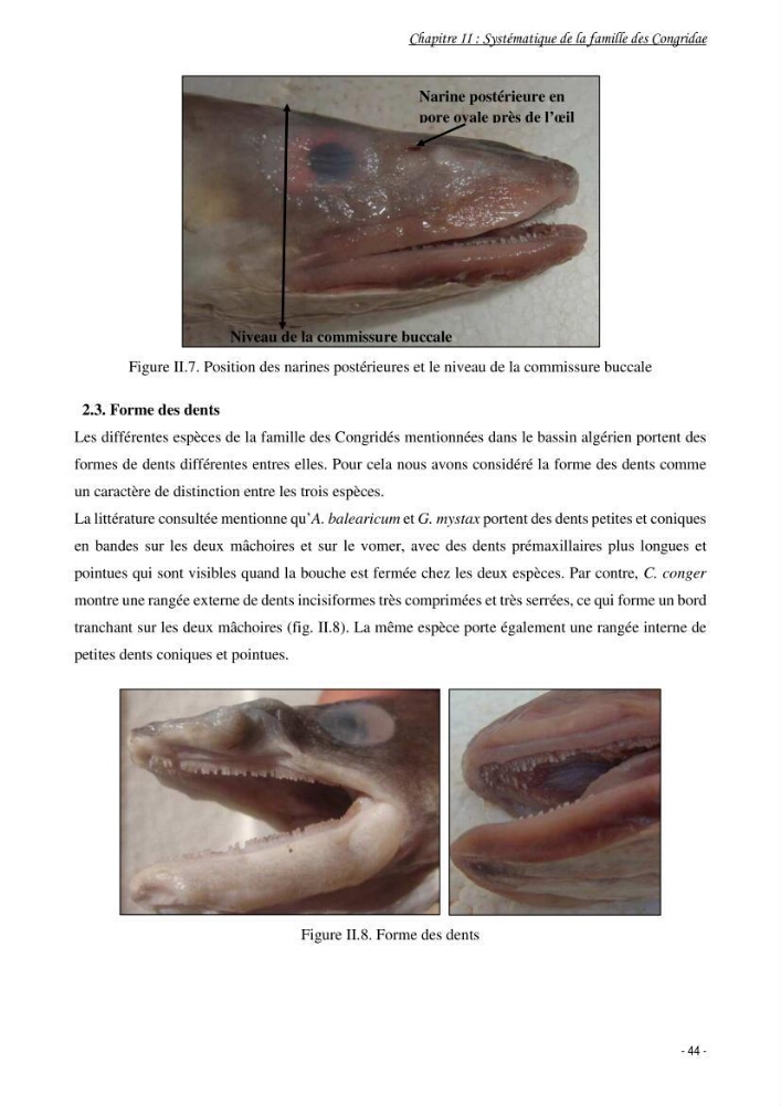 La famille des congridae ( Ostéichtyens, Anguilliformes) dans le bassin algérien