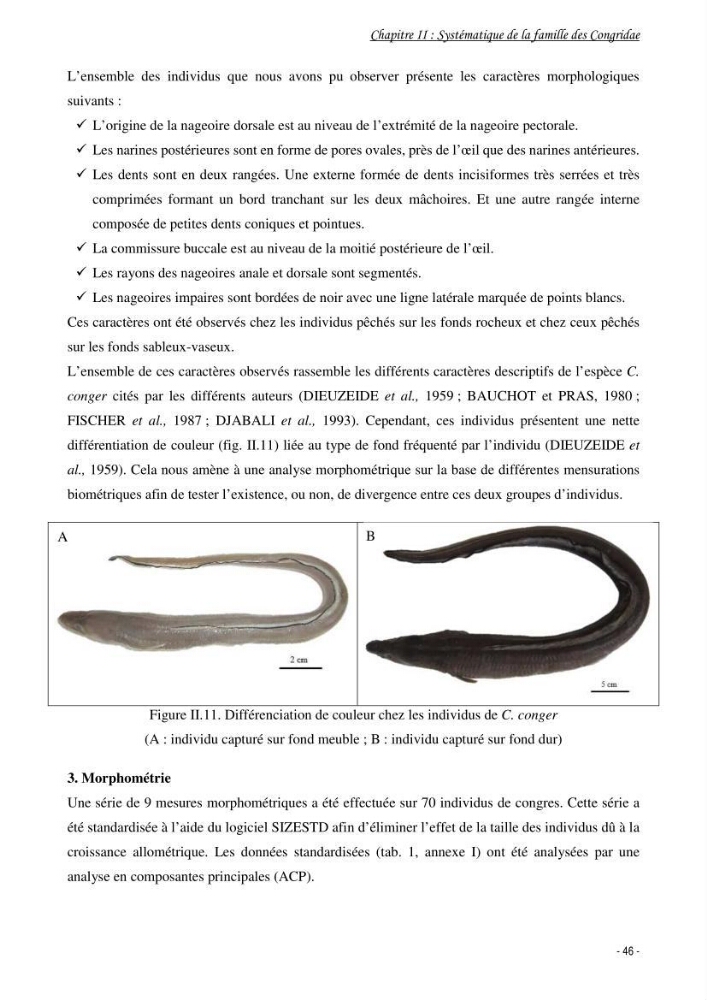 La famille des congridae ( Ostéichtyens, Anguilliformes) dans le bassin algérien