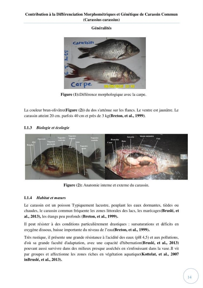 Contribution à la différenciation morphométrique et génétique des carassins communs (Carassius carassius):