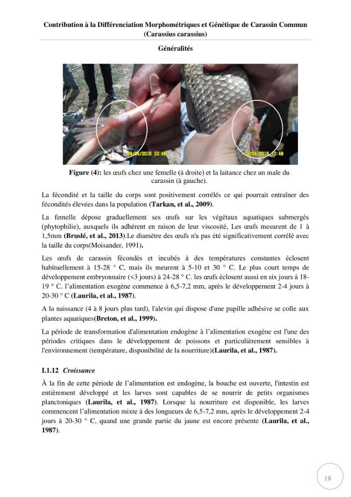 Contribution à la différenciation morphométrique et génétique des carassins communs (Carassius carassius):