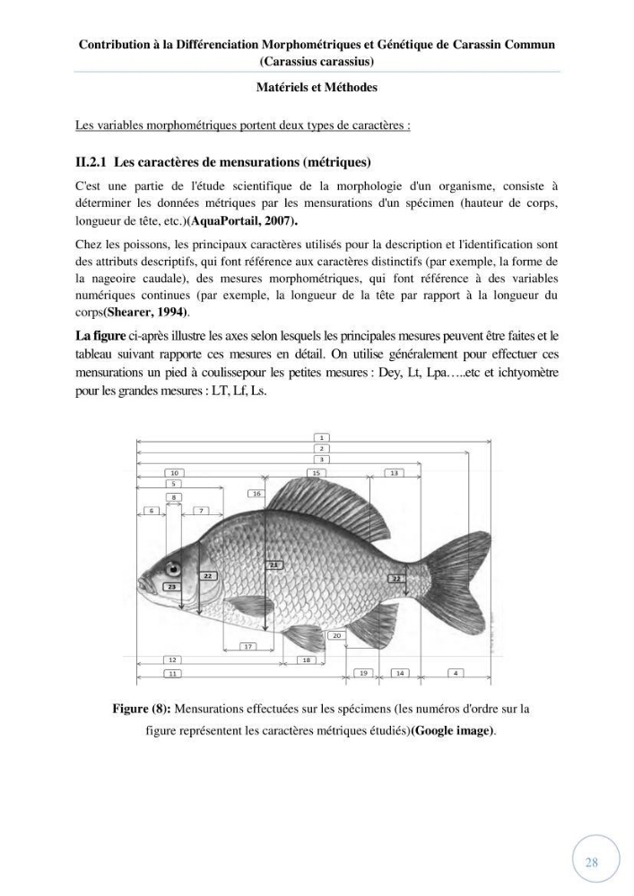 Contribution à la différenciation morphométrique et génétique des carassins communs (Carassius carassius):