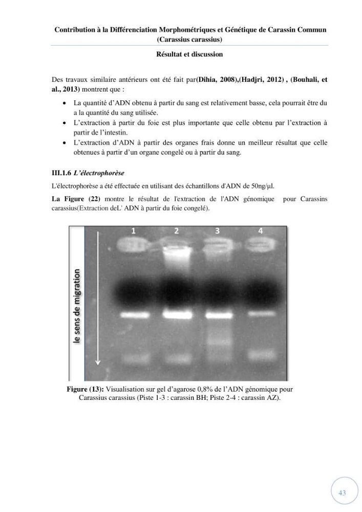 Contribution à la différenciation morphométrique et génétique des carassins communs (Carassius carassius):