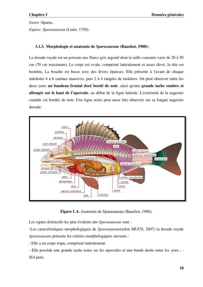 Contribution a la mise en place d.un systeme d\'elevage en cages flottantes du loup de mer et de la daurade royale au niveau de Gouraya (wilaya de Tipaza).