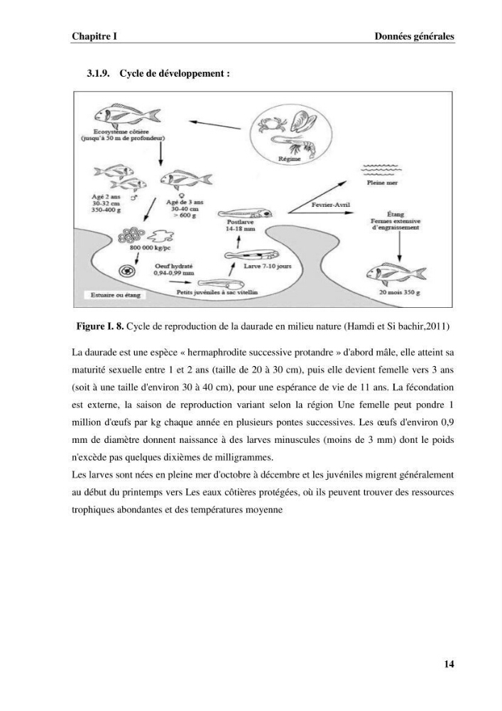 Contribution a la mise en place d.un systeme d\'elevage en cages flottantes du loup de mer et de la daurade royale au niveau de Gouraya (wilaya de Tipaza).