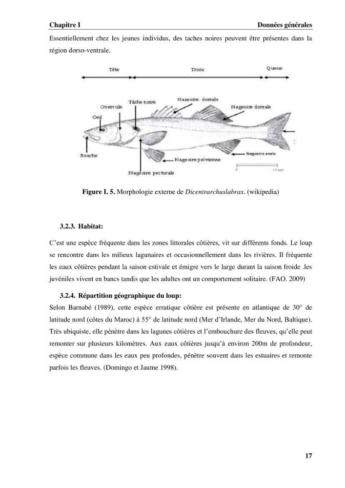 Contribution a la mise en place d.un systeme d\'elevage en cages flottantes du loup de mer et de la daurade royale au niveau de Gouraya (wilaya de Tipaza).