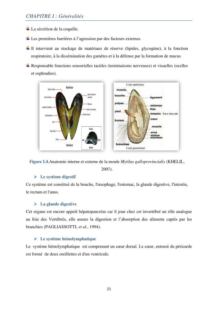 La conchyliculture Production et Elevage