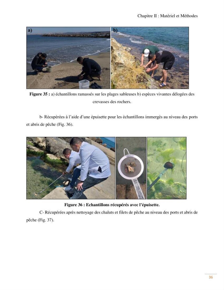 Contribution au recensement des mollusques de la région centre (Alger et Tipaza)