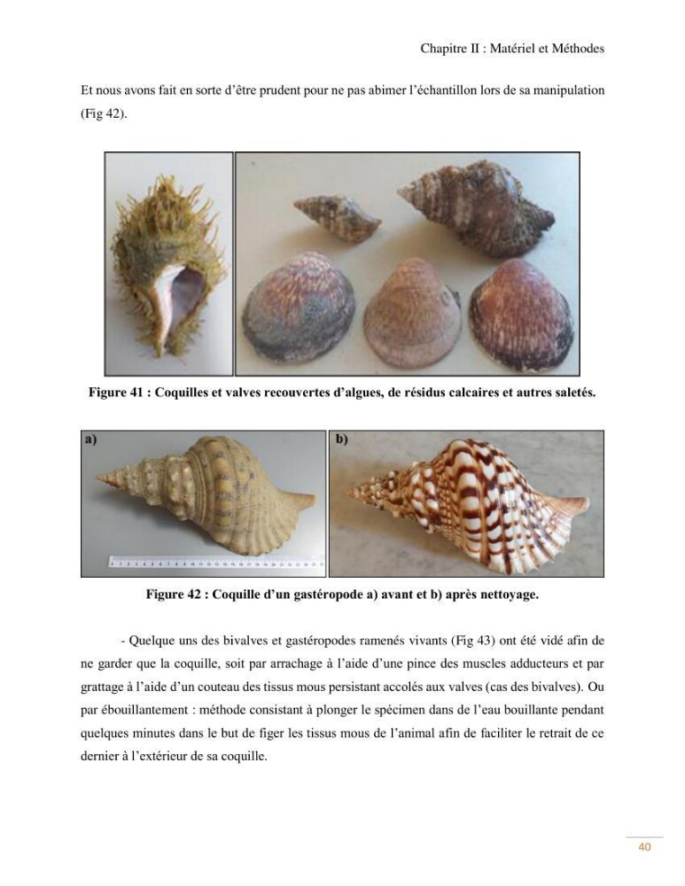 Contribution au recensement des mollusques de la région centre (Alger et Tipaza)