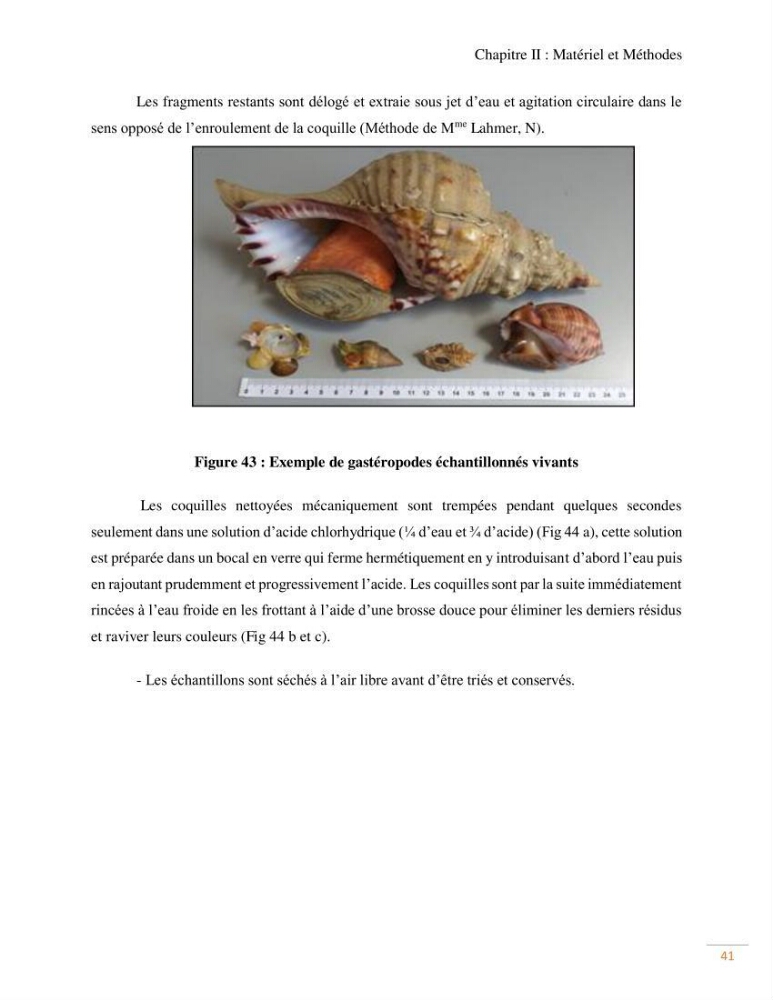 Contribution au recensement des mollusques de la région centre (Alger et Tipaza)